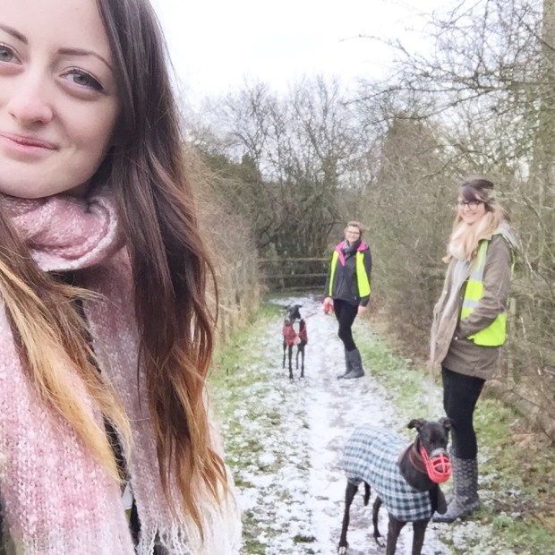 animal shelter volunteer