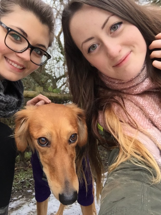 animal shelter volunteers