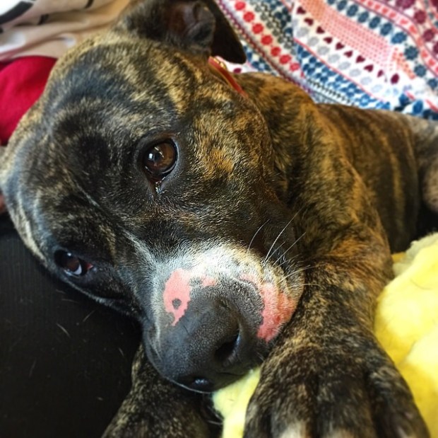 Nala is a beautiful 1 year old cross breed who loves nothing more than to cuddle up with you on the sofa and cover you in kisses