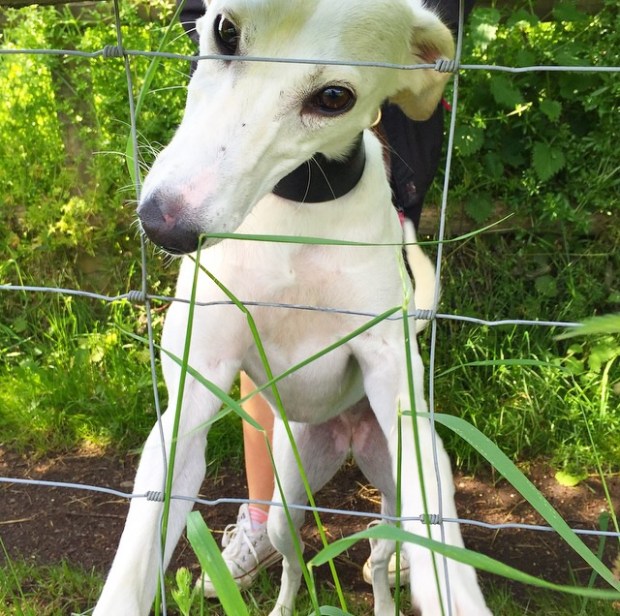 Rescue lurcher