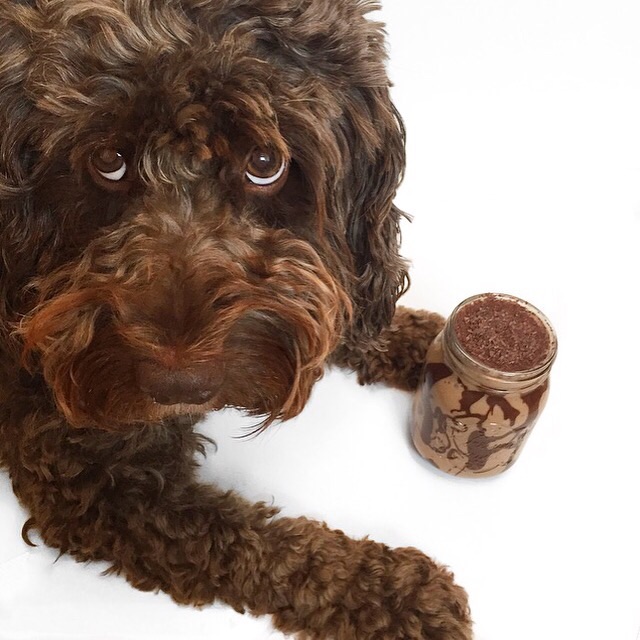 chocolate cockapoo